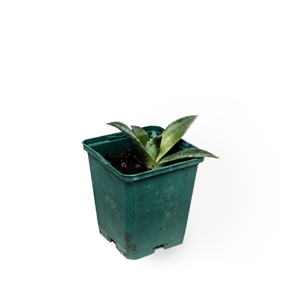 Agave Parryi – Bild 3