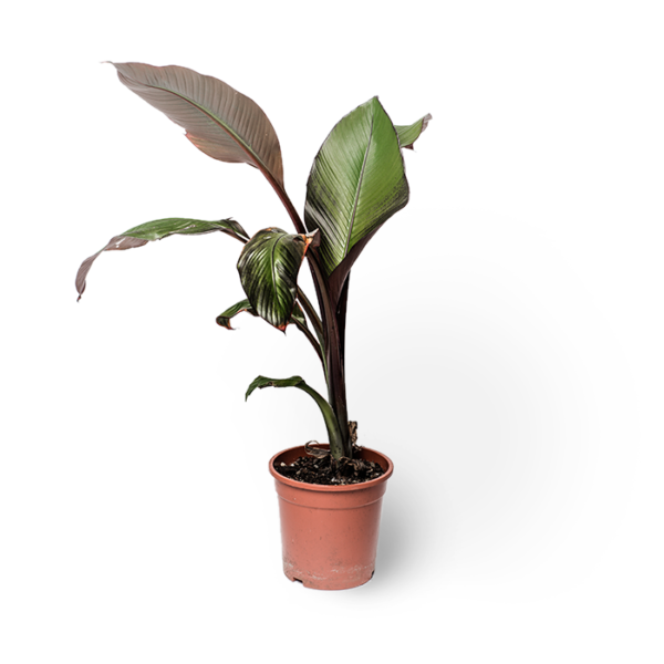 Banane Musa Ensete Maurelli