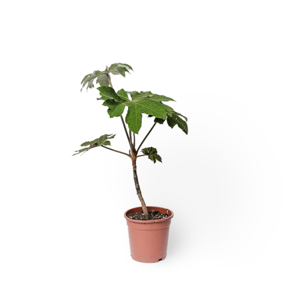 Reispapierbaum