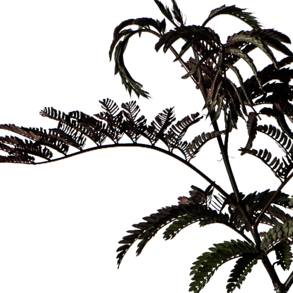 Albizia Seidenbaum Chocolate – Bild 3