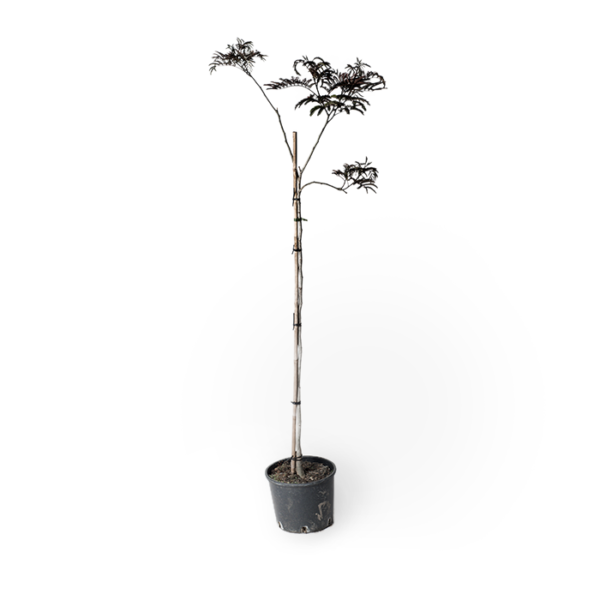 Albizia Seidenbaum Chocolate