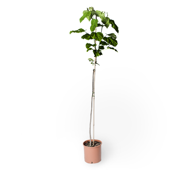 Trompetenbaum – Bild 3