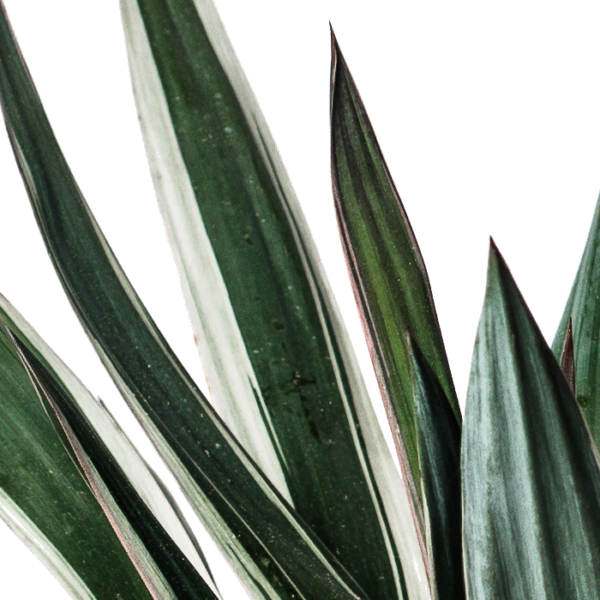 Yucca Gloriosa – Bild 6